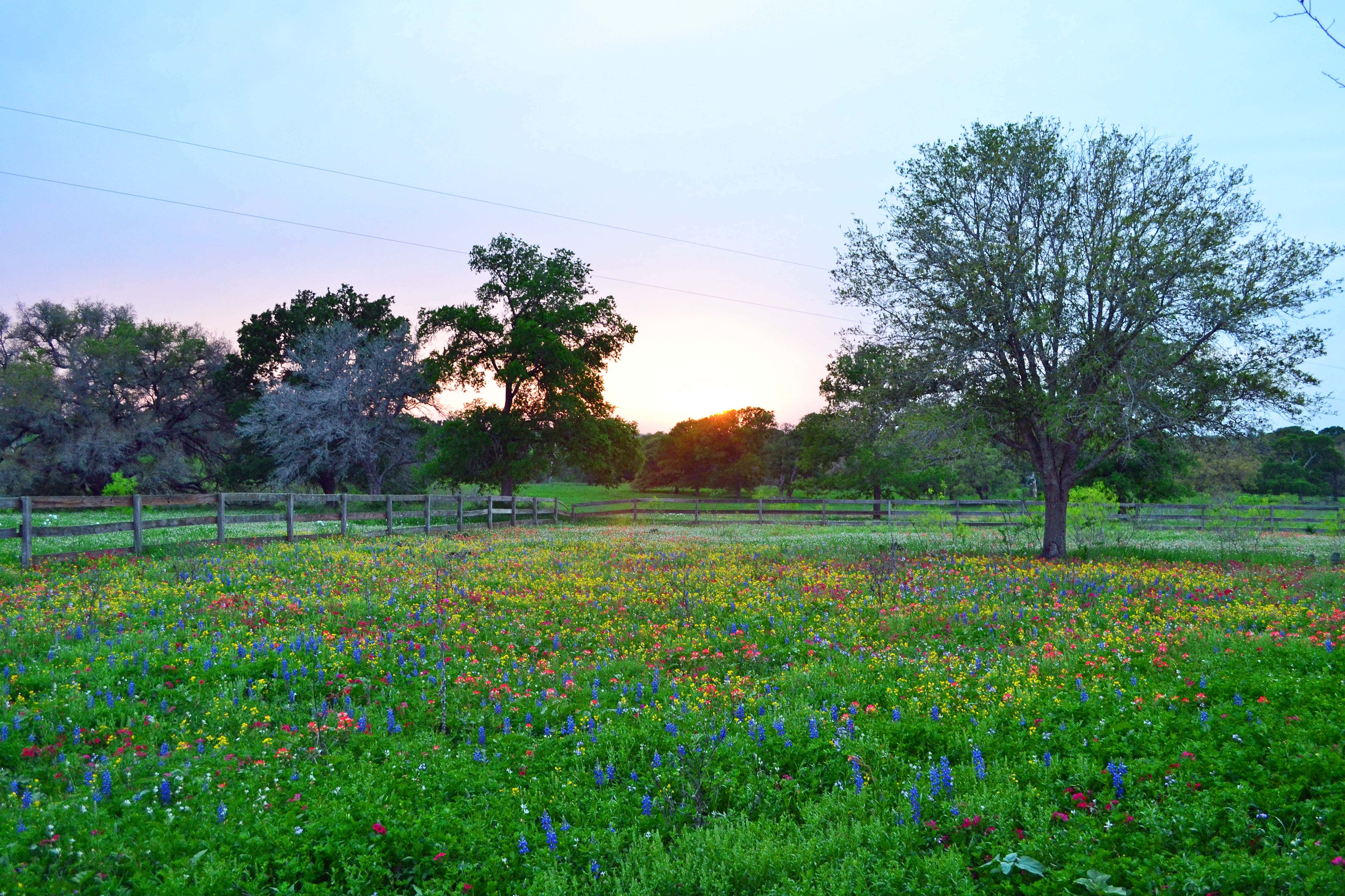 Texas Wild Flowers by Modern Honey