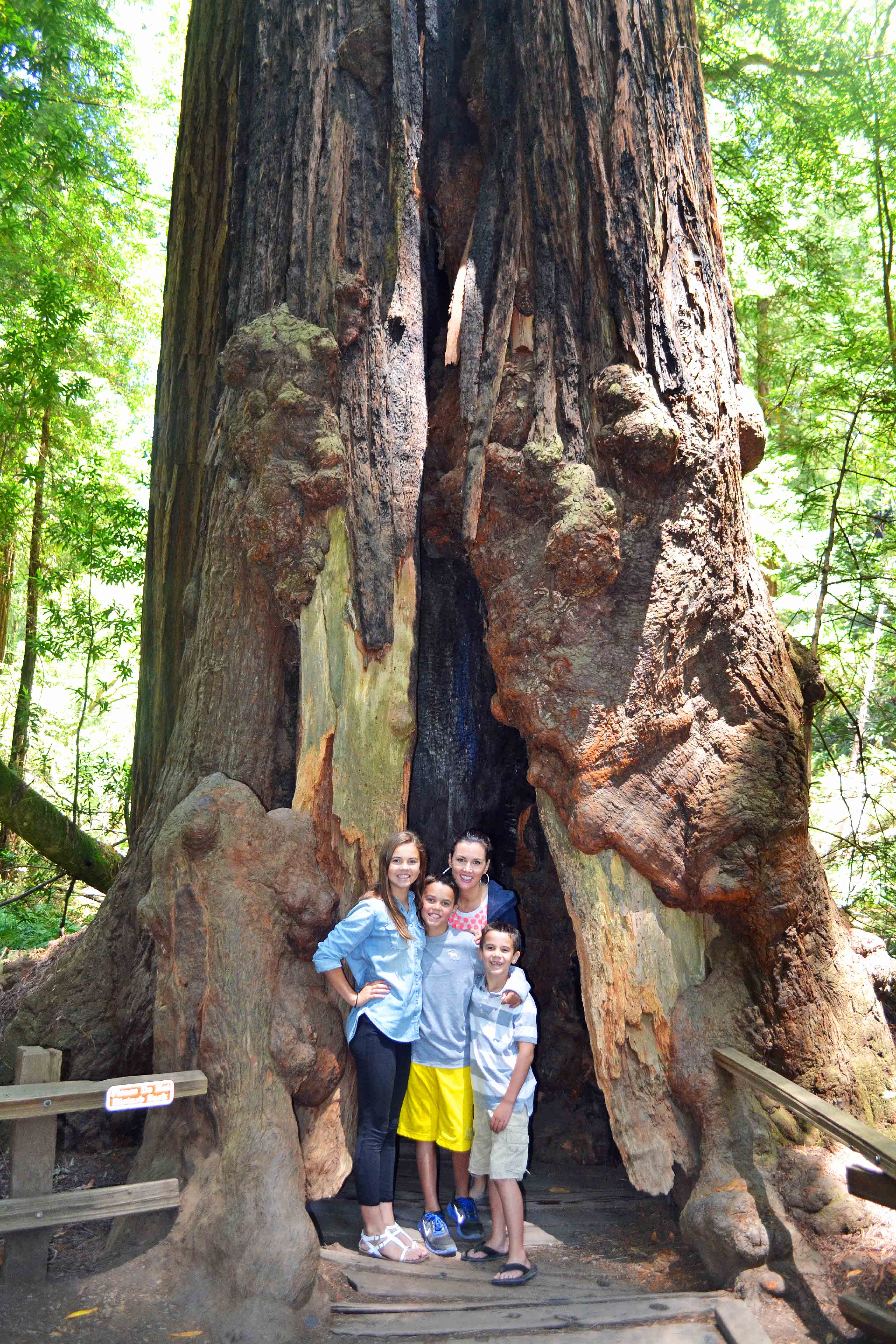 Muir Woods California Pacific Highway 1 Road Trip Guide