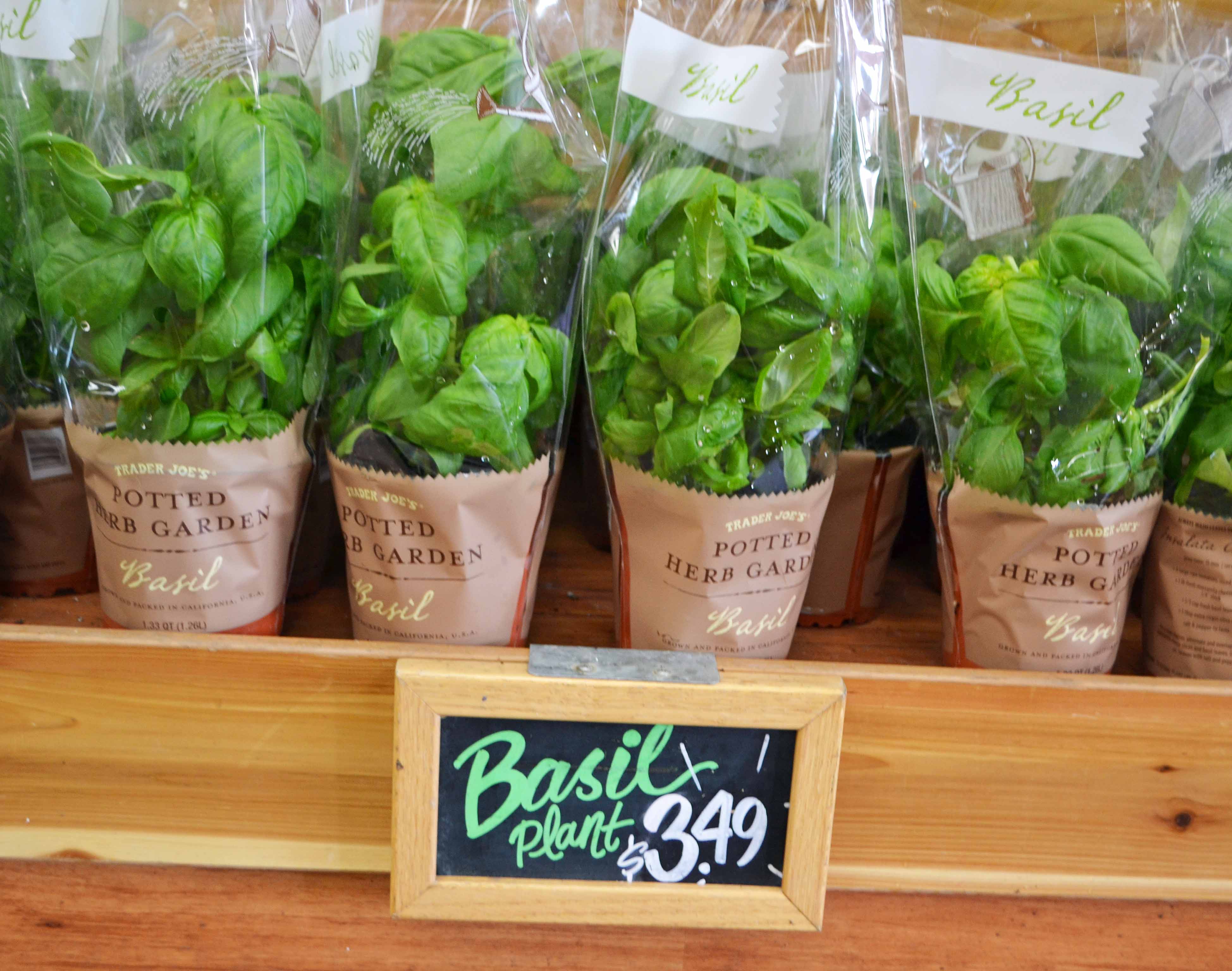 Thai Basil LIVE with roots in 44 OZ Cup Buy one get one for good measure 