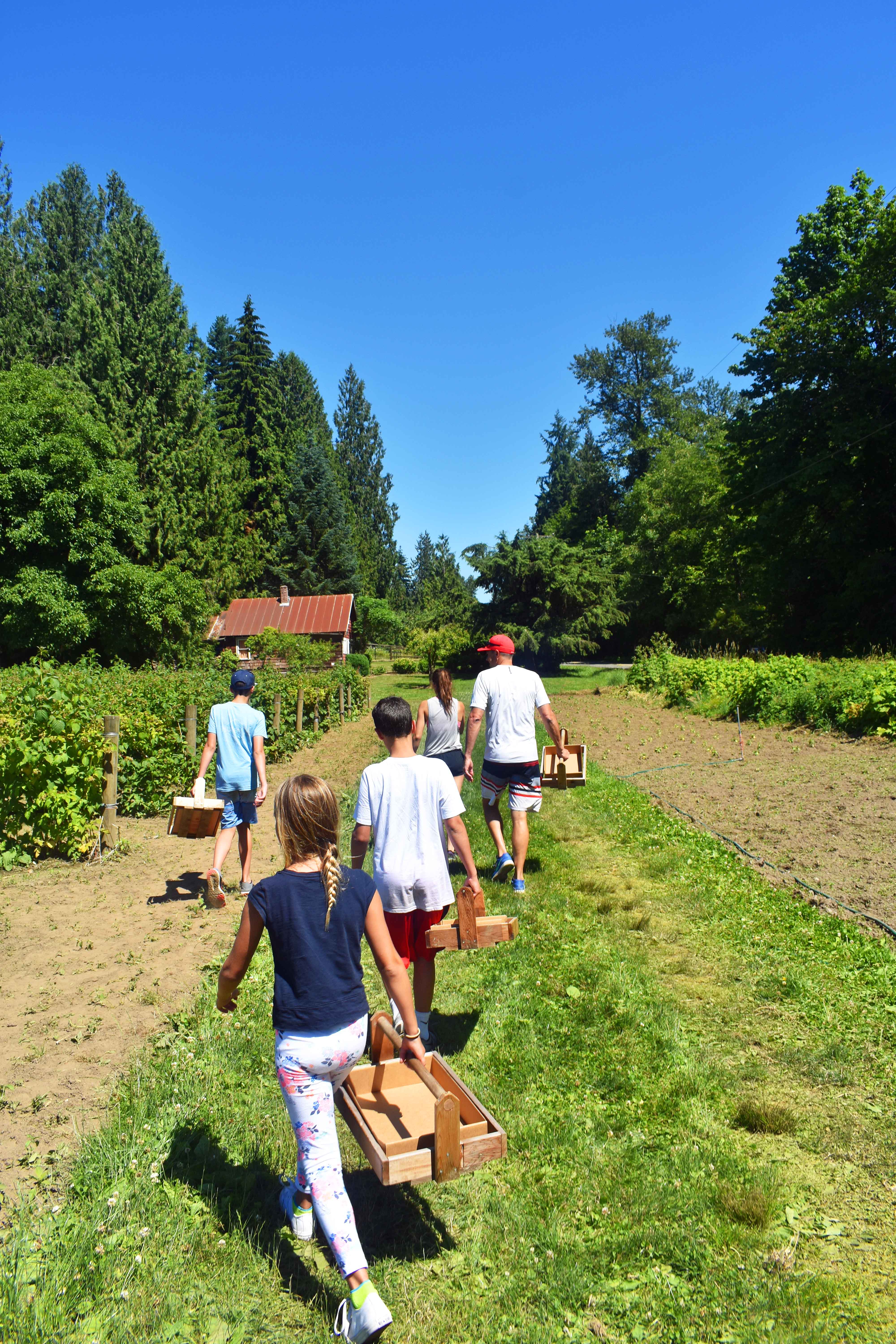 Berry Picking at Remlinger Farm in Carnation, Washington. Making fresh strawberry lemonade with the freshly picked berries. www.modernhoney.com