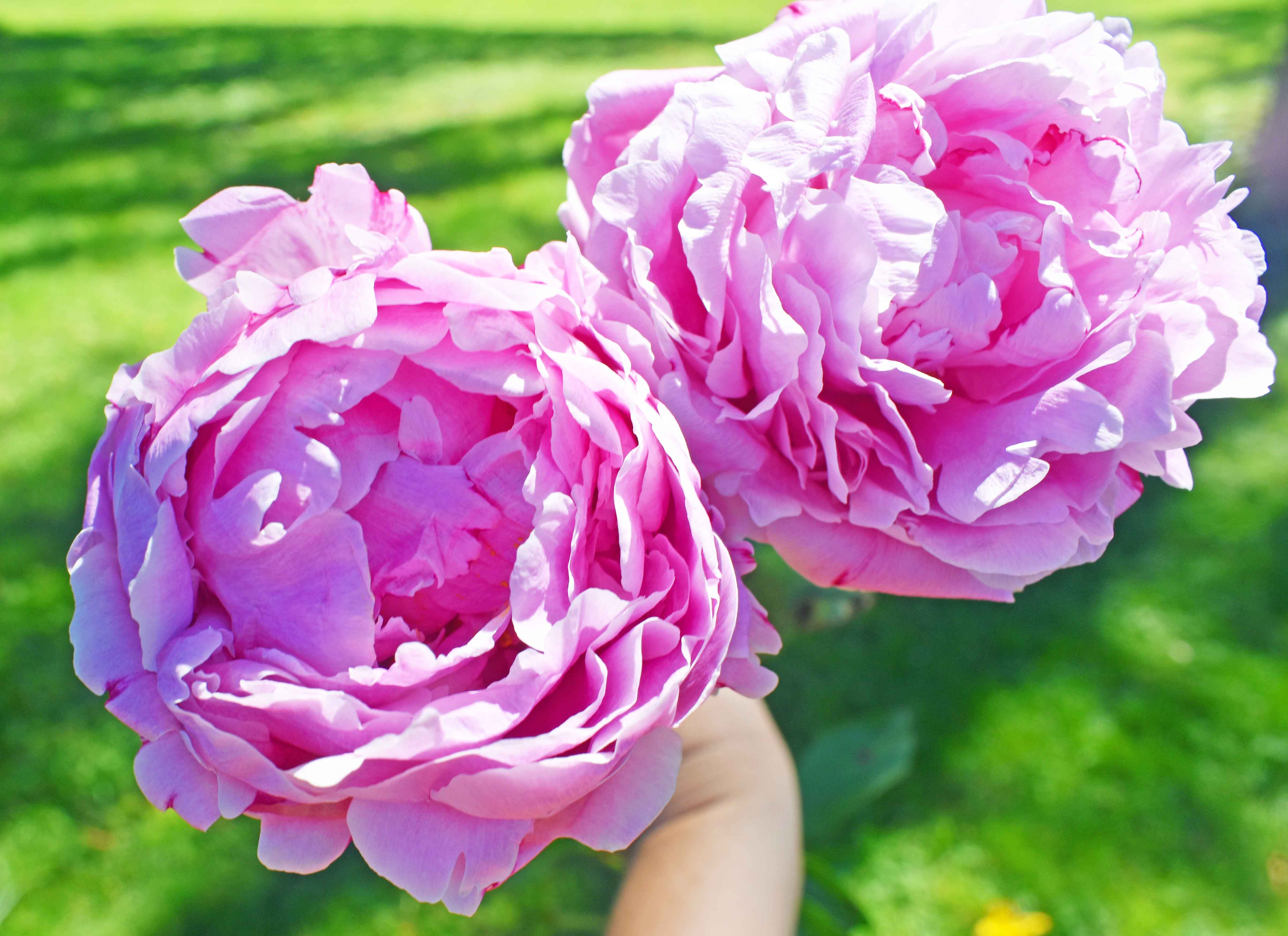 Pink peonies from farmer's market. Best Places to Eat and See in Seattle. The most popular spots to visit and the best restaurants. Tips on the best places to see in Seattle Washington. www.modernhoney.com