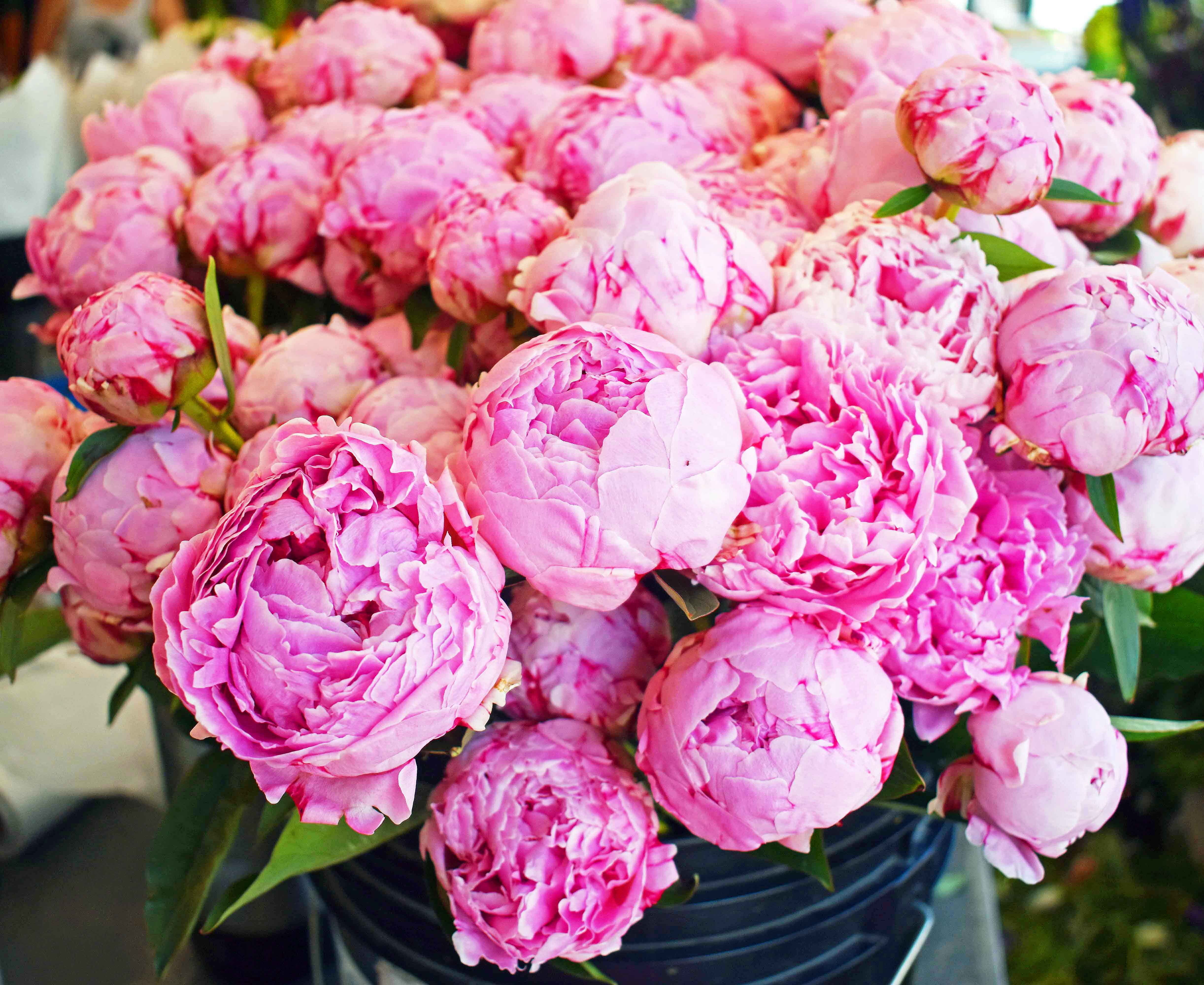 Pink peonies at Pike Place Market. Best Places to Eat and See in Seattle. The most popular spots to visit and the best restaurants. Tips on the best places to see in Seattle Washington. www.modernhoney.com
