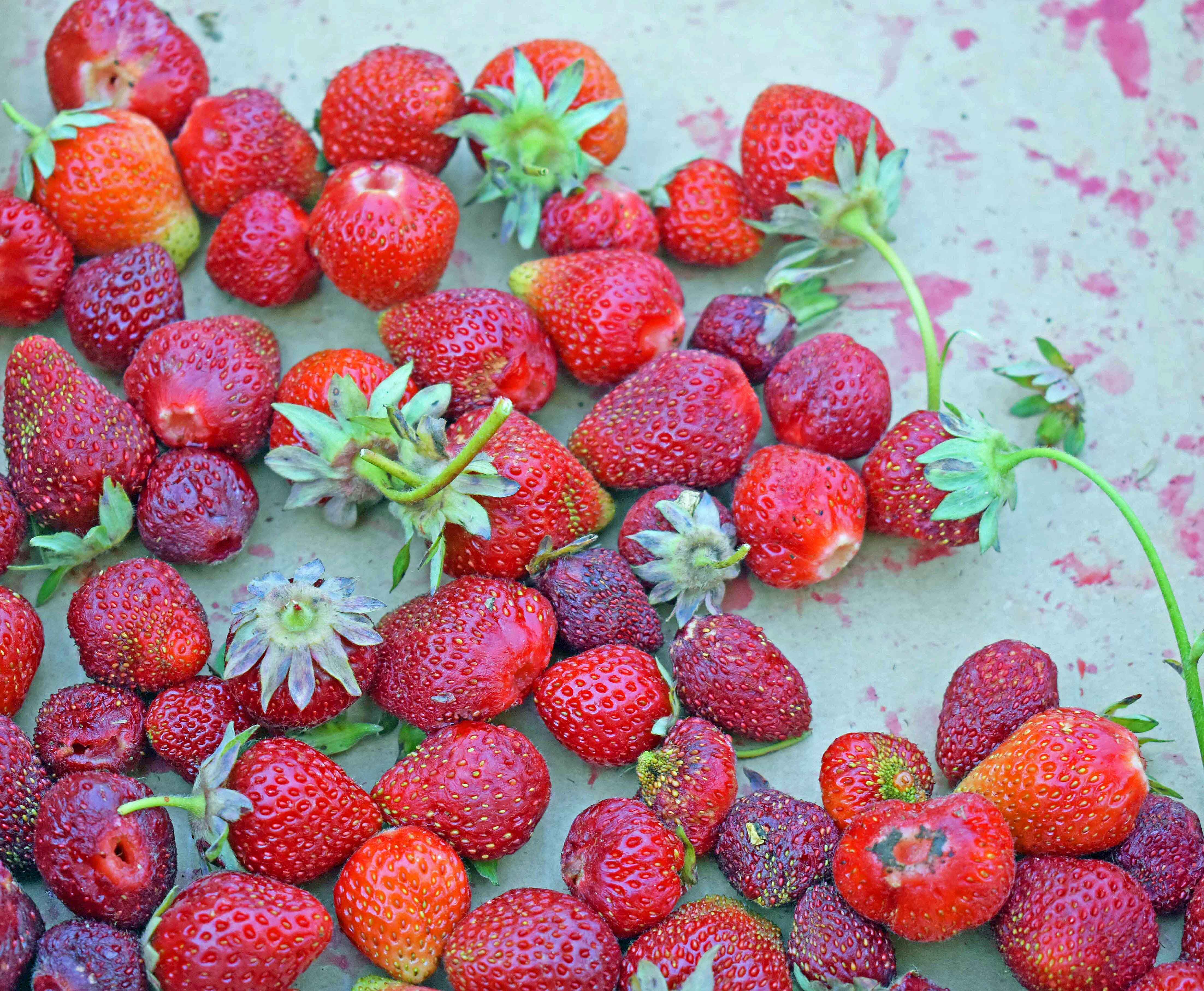 Fresh strawberries from Seattle. Strawberry Oat Crumble Bars Recipe. Homemade Strawberry Crumble Bars. The perfect Summer dessert bar using fresh strawberries. Strawberry Oatmeal Crumble Bars are made with a buttery oatmeal crust and a fresh strawberries and jam filling. www.modernhoney.com #strawberrybars @strawberryoatbars #strawberryoatmealbars #strawberryrecipes