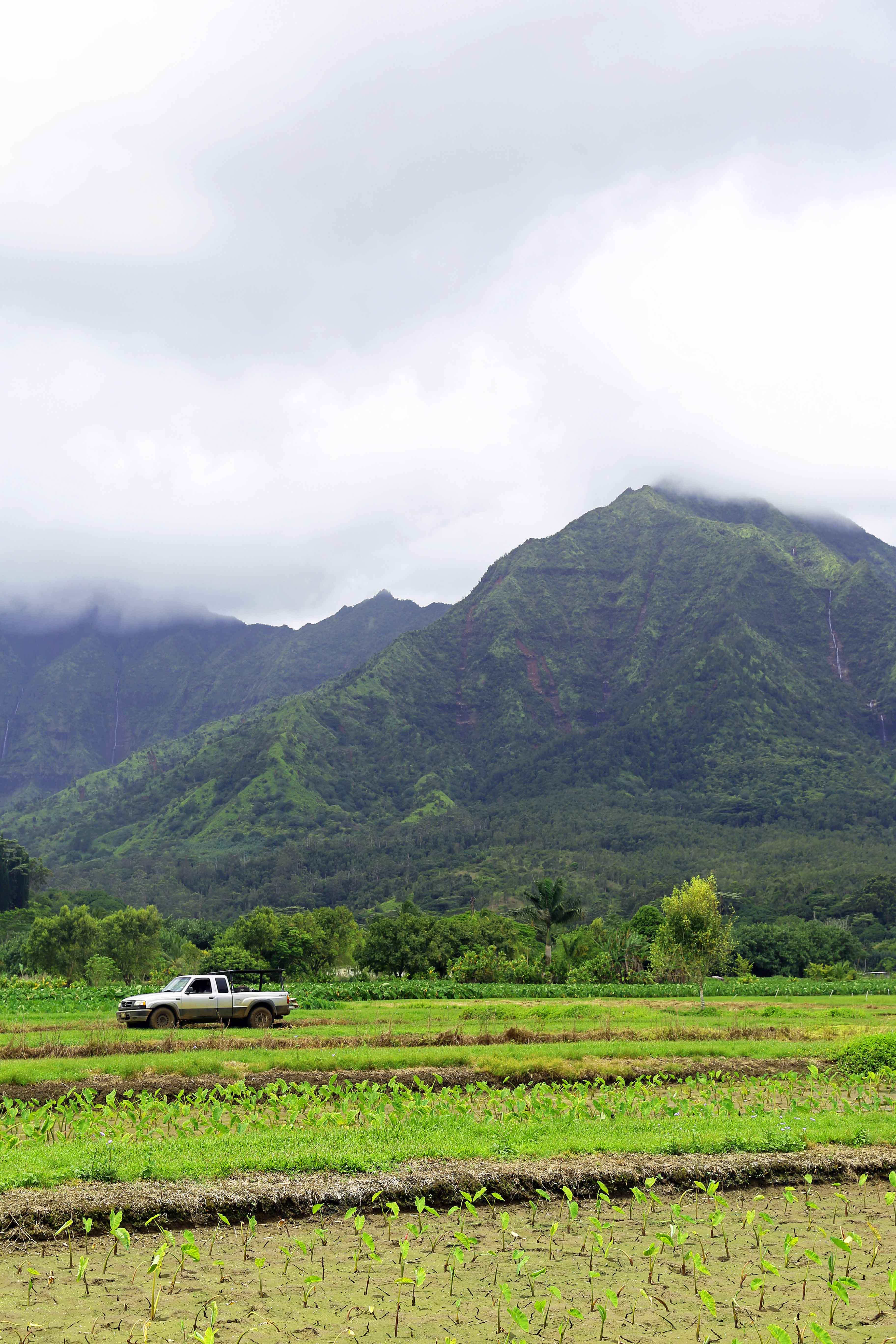 Fields and Mountains in Kauai Hawaii