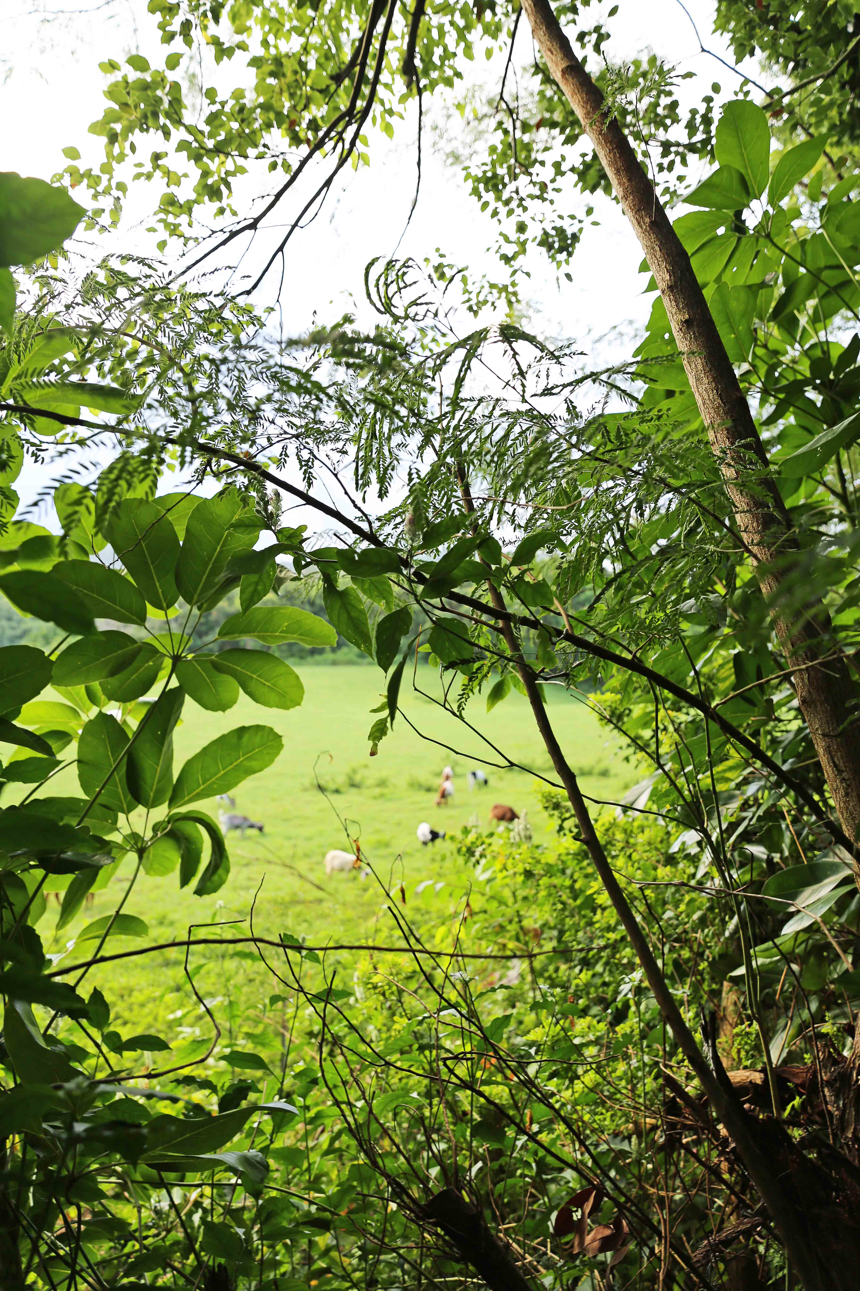 Hiking Trails in Kauai Hawaii