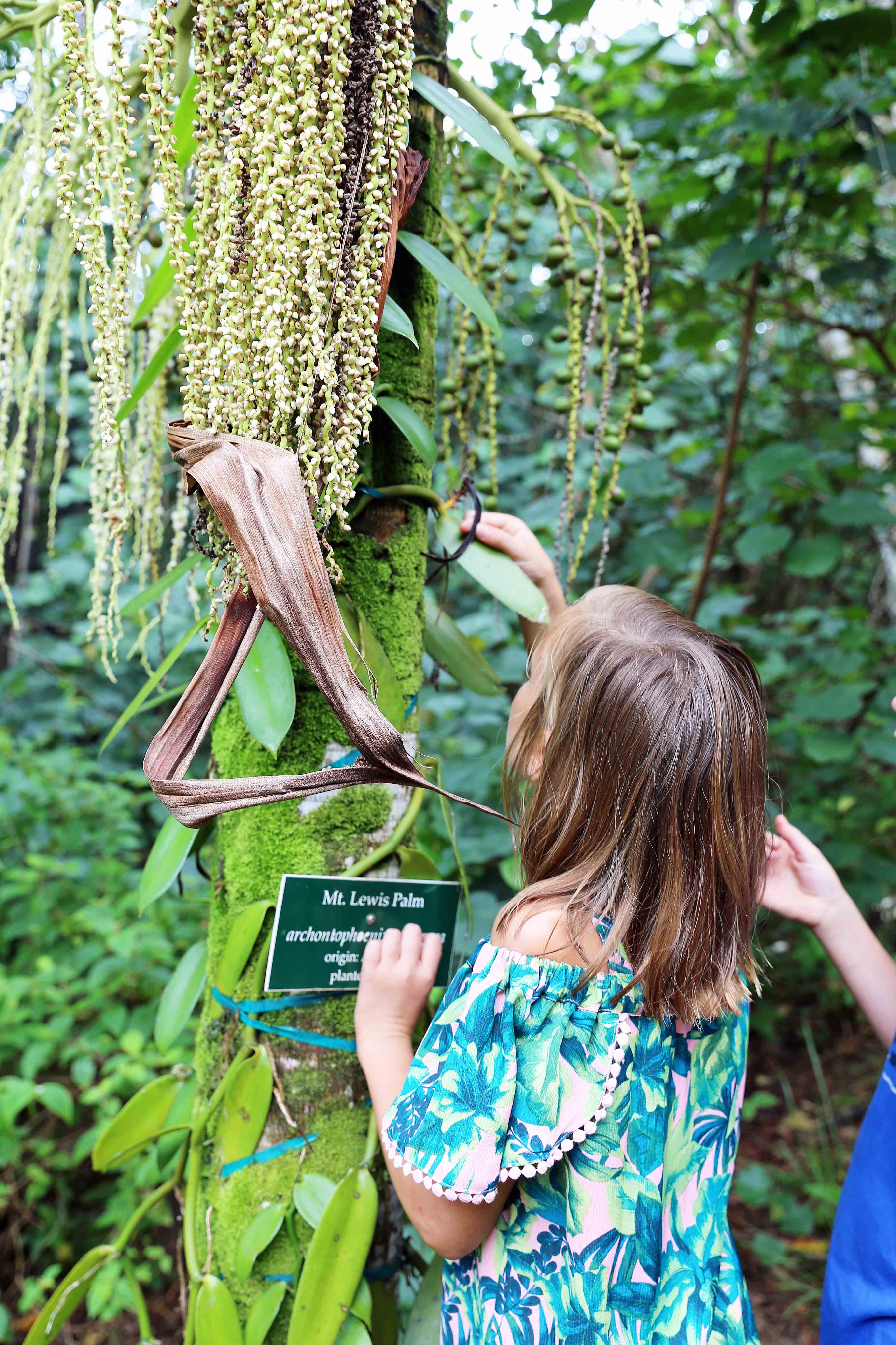 Lydgate Farms Chocolate Tour Vanilla Bean Pods