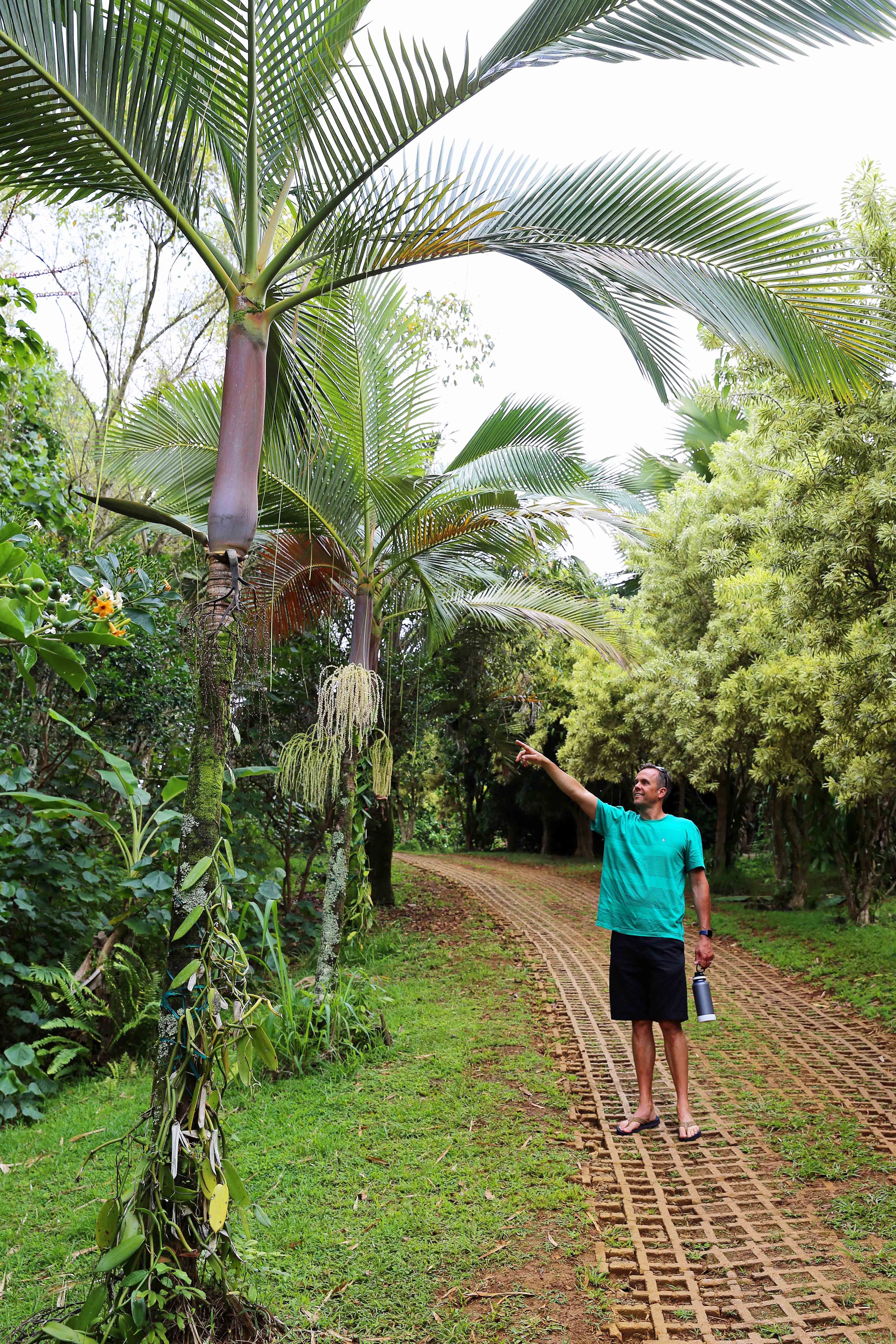 Lydgate Farms Trees Chocolate Tour Kauai Hawaii