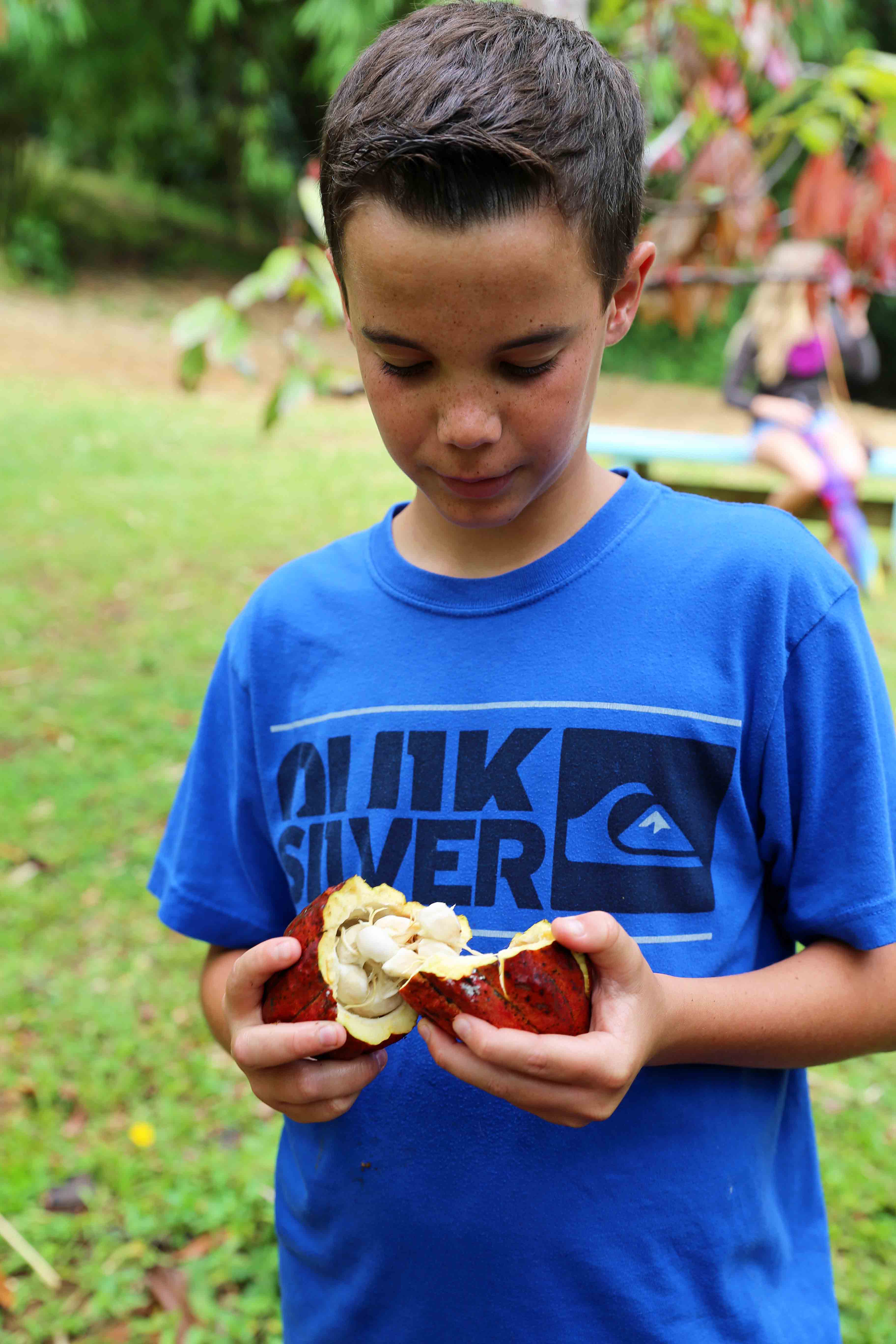 Real Cacao Bean Pod at Lydate Farms in Kauai Hawaii