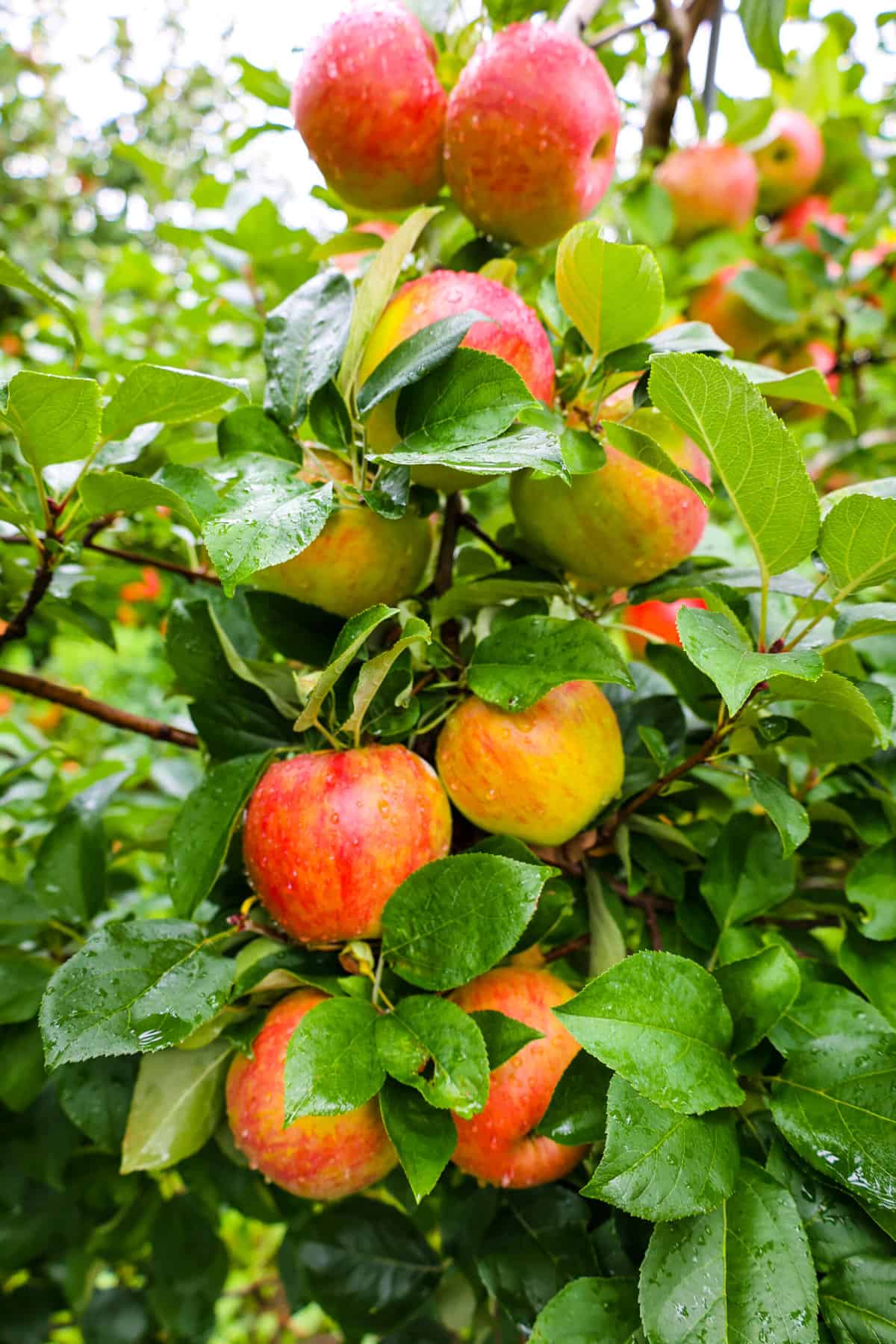 Apples on tree