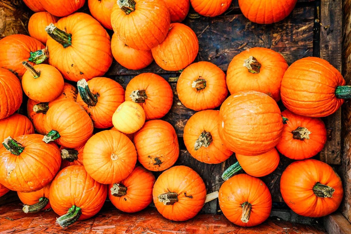 Fresh Pumpkins for pumpkin pie
